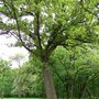 Photo of Lewis Tree Care