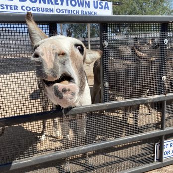 Rooster Cogburn Ostrich Ranch - Petting Zoos Near Me - Picacho, Arizona Rooster Cogburn Ostrich Ranch - Petting Zoos Near Me - Picacho, Arizona