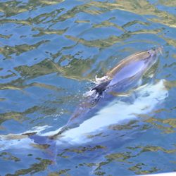 Real Journeys - Bottlenose dolphins