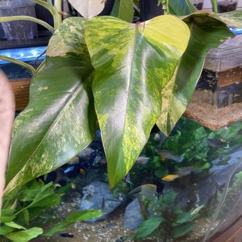JJ Aquarium - Local Fish Stores Near Me - Antioch, California JJ Aquarium - Local Fish Stores Near Me - Antioch, California