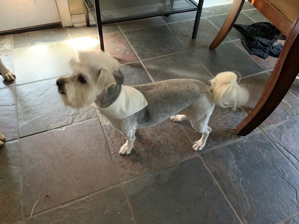 MUDDY PAWS PET GROOMING AND SPA 38 Photos & 47 Reviews Pet Sitting