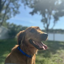 Dark Shadows Tactical Canine Development - Dark Shadows Training Program