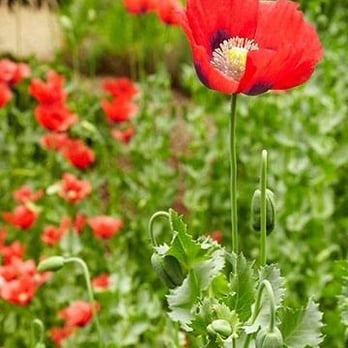 Zach's Bistro - Poppy - New American Near Me - Newport, Oregon