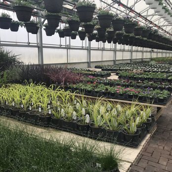 Gensler Gardens - a greenhouse with many plants - Fruits & Veggies Near Me - Davis Junction, Illinois Gensler Gardens - a greenhouse with many plants - Fruits & Veggies Near Me - Davis Junction, Illinois