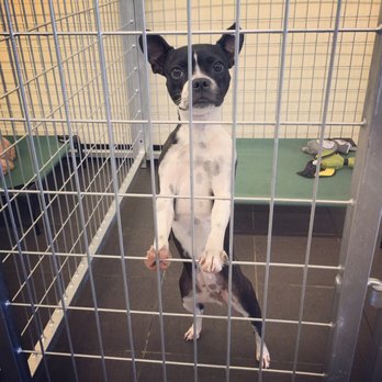 Copperfield Dog - Dog boarding Service - Pet Groomers Near Me - Houston, Texas