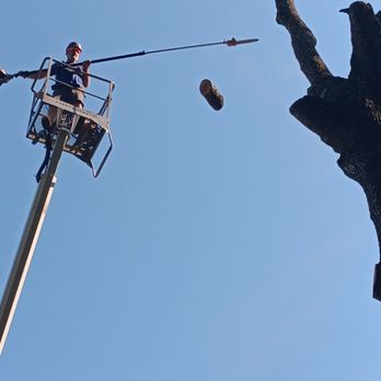 Super Affordable Tree Service - Tree Services Near Me - Charleston, South Carolina Super Affordable Tree Service - Tree Services Near Me - Charleston, South Carolina
