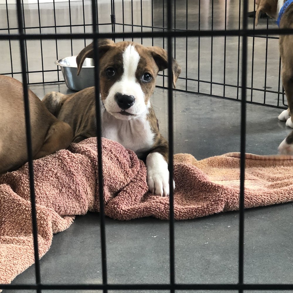 Humane Society - "Zan" (Wrex) at the Humane Society. - Animal Shelters Near Me - Tampa, Florida Humane Society - "Zan" (Wrex) at the Humane Society. - Animal Shelters Near Me - Tampa, Florida