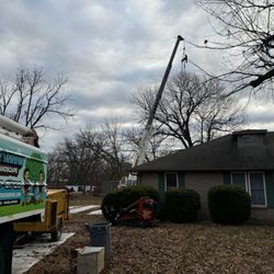 Black Arrow Tree and Landscape