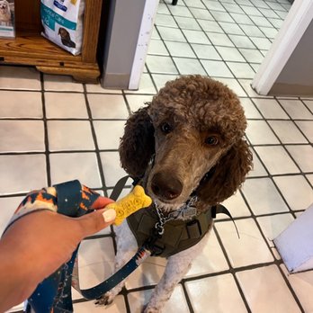 Gary Maria's Professional Dog Training - Week 2 of training with Gary Maria, our dog was willing to take treats and follow commands at the vet. - Pet Training Near Me