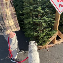 Christmas tree shopping with dog Christmas tree shopping with dog