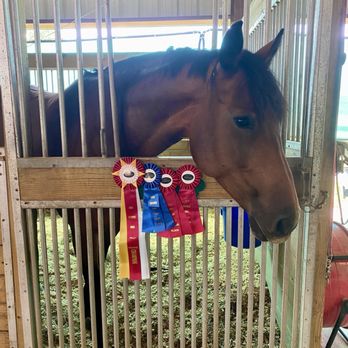 Equine International Stables - GHHJA shows - Horseback Riding Near Me - Cypress, Texas Equine International Stables - GHHJA shows - Horseback Riding Near Me - Cypress, Texas