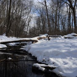 Pinhey Forest