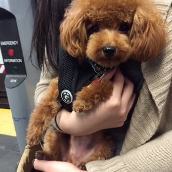 QQ Pets Grooming - So adorable!! - Pet Groomers Near Me - New York, New York QQ Pets Grooming - So adorable!! - Pet Groomers Near Me - New York, New York