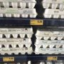 Grocery Outlet