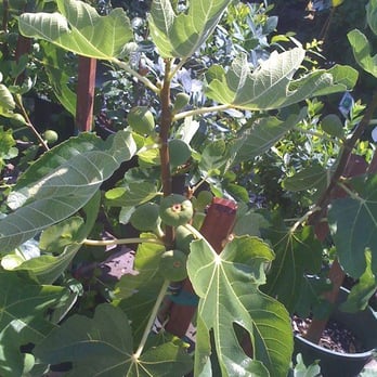 SummerWinds Nursery - Campbell - Planting the notion that a fig tree might be nice somewhere on the property.. - Nurseries & Gardening Near Me - Campbell, California SummerWinds Nursery - Campbell - Planting the notion that a fig tree might be nice somewhere on the property.. - Nurseries & Gardening Near Me - Campbell, California