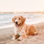 Photo of Specialists in Companion Animal Neurology