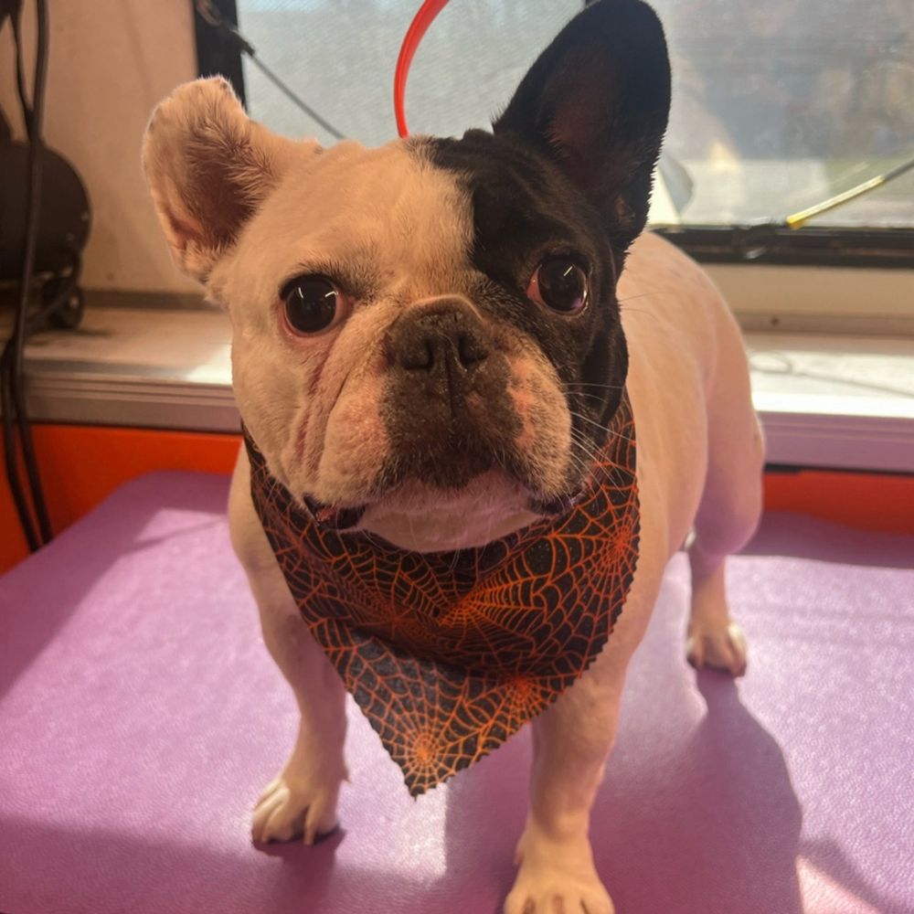 Vanity Fur - My baby Lana - Pet Groomers Near Me