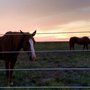 Photo of Coyote Creek Tack & Stables