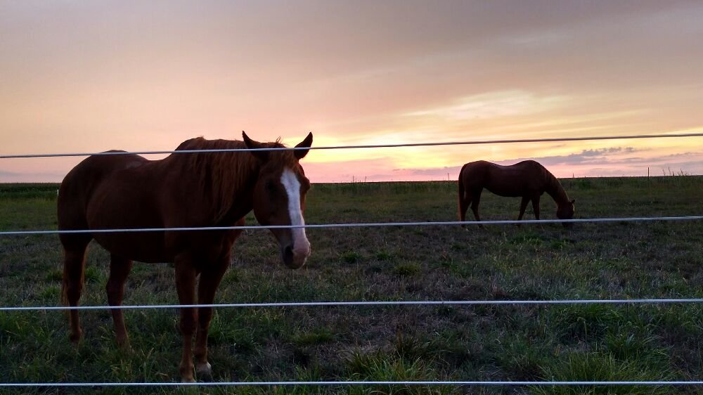 Coyote Creek Tack & Stables - equestrian in Sigel, IL