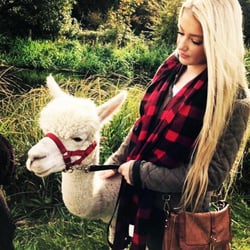 Hensting Alpacas - Hensting Alpacas elite breeding of top quality alpacas and offering an alpaca walking experience and now offering alpaca adoption