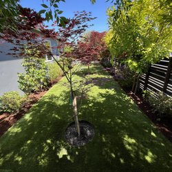 Bay Area R Landscape - Wood chips all around , also planting this nice maple tree.
