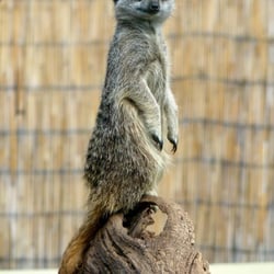 Birmingham Wildlife Conservation Park