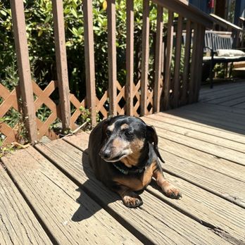 C & M Stables - Sweet old puppy back at the ranch. - Horseback Riding Near Me - Florence, Oregon
