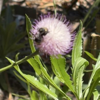 San Diego Botanic Garden - Bumblebee - Botanical Gardens Near Me - Encinitas, California San Diego Botanic Garden - Bumblebee - Botanical Gardens Near Me - Encinitas, California