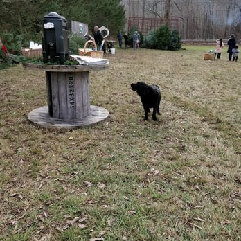 Paproski's Tree Farm - Resident doggo and hot cider with banana bread - Christmas Trees Near Me - Newtown, Connecticut Paproski's Tree Farm - Resident doggo and hot cider with banana bread - Christmas Trees Near Me - Newtown, Connecticut
