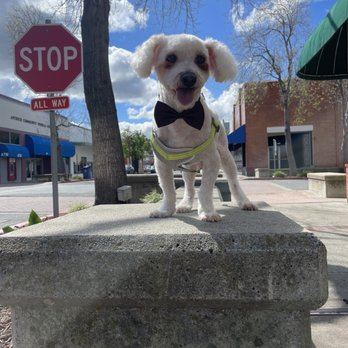 Ellie’s Grooming - After: Ready to hit the streets - Pet Groomers Near Me - Pittsburg, California Ellie’s Grooming - After: Ready to hit the streets - Pet Groomers Near Me - Pittsburg, California