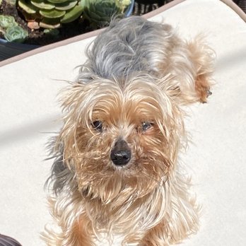 Wild Dog Grooming - Pre hair cut that morning - Pet Groomers Near Me - Fremont, California Wild Dog Grooming - Pre hair cut that morning - Pet Groomers Near Me - Fremont, California