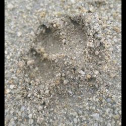 Sanchez Dog Park at the Pacifica Center for the Arts - Another Yelp user's dog's paw on decomposed granite surface after a heavy rain at a Sacramento dog park -- no mud here!