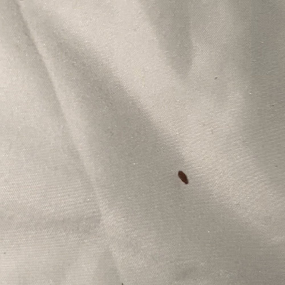 Comfort Inn - Not sure what was on bed - Hotels Near Me - Antioch, California Comfort Inn - Not sure what was on bed - Hotels Near Me - Antioch, California