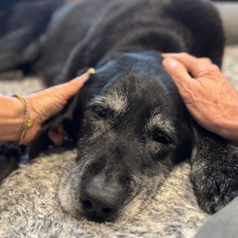 Restful Paws - Veterinarians Near Me Restful Paws - Veterinarians Near Me