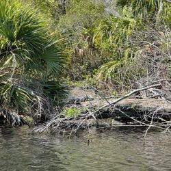 Silver Glen Springs - Gator