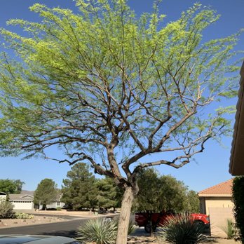 LandTeck Tree Service - Tree Services Near Me - Las Vegas, Nevada LandTeck Tree Service - Tree Services Near Me - Las Vegas, Nevada