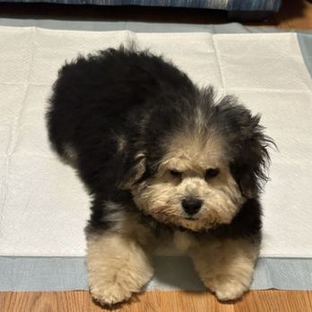 All Paw Spa - Pet Groomers Near Me - Ferndale, Michigan