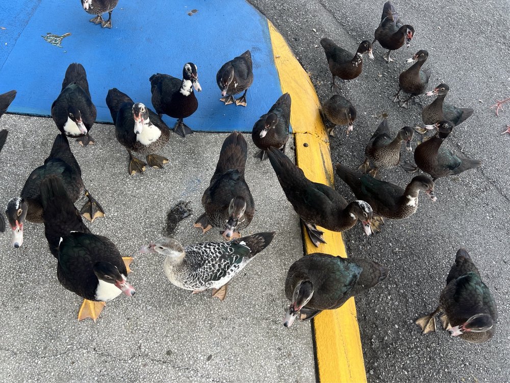 TGH Imaging - patient advocate in Tampa, FL