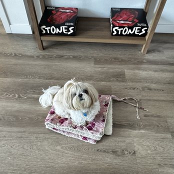 Canine Education - Pucca in training, she's doing great - Pet Training Near Me - San Diego, California Canine Education - Pucca in training, she's doing great - Pet Training Near Me - San Diego, California
