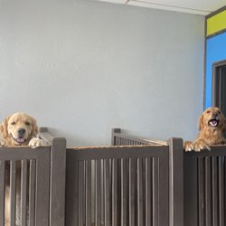 Mr Mutt Dog Wash