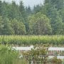 Benza Vineyards