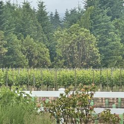 Benza Vineyards - This was the view we enjoyed while tasting the great wine!