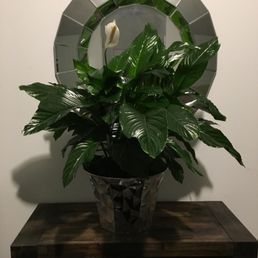 Peace Lily