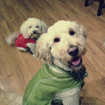 Autumn Paris Pet Service - Daysea and Cu Bear - Pet Groomers Near Me - Anchorage, Alaska