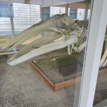 Westport Maritime Museum - Very complete skeletons of the whales here. - Museums Near Me - Westport, Washington Westport Maritime Museum - Very complete skeletons of the whales here. - Museums Near Me - Westport, Washington