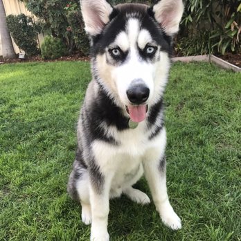 Your Dog Trainer - 10 months of love-- right here! - Pet Training Near Me - Santa Ana, California Your Dog Trainer - 10 months of love-- right here! - Pet Training Near Me - Santa Ana, California