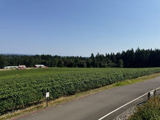 Hawks View Winery by null