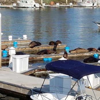 Channel Islands Harbor Marina - Sea lions sunning themselves. - Marinas Near Me - Oxnard, California