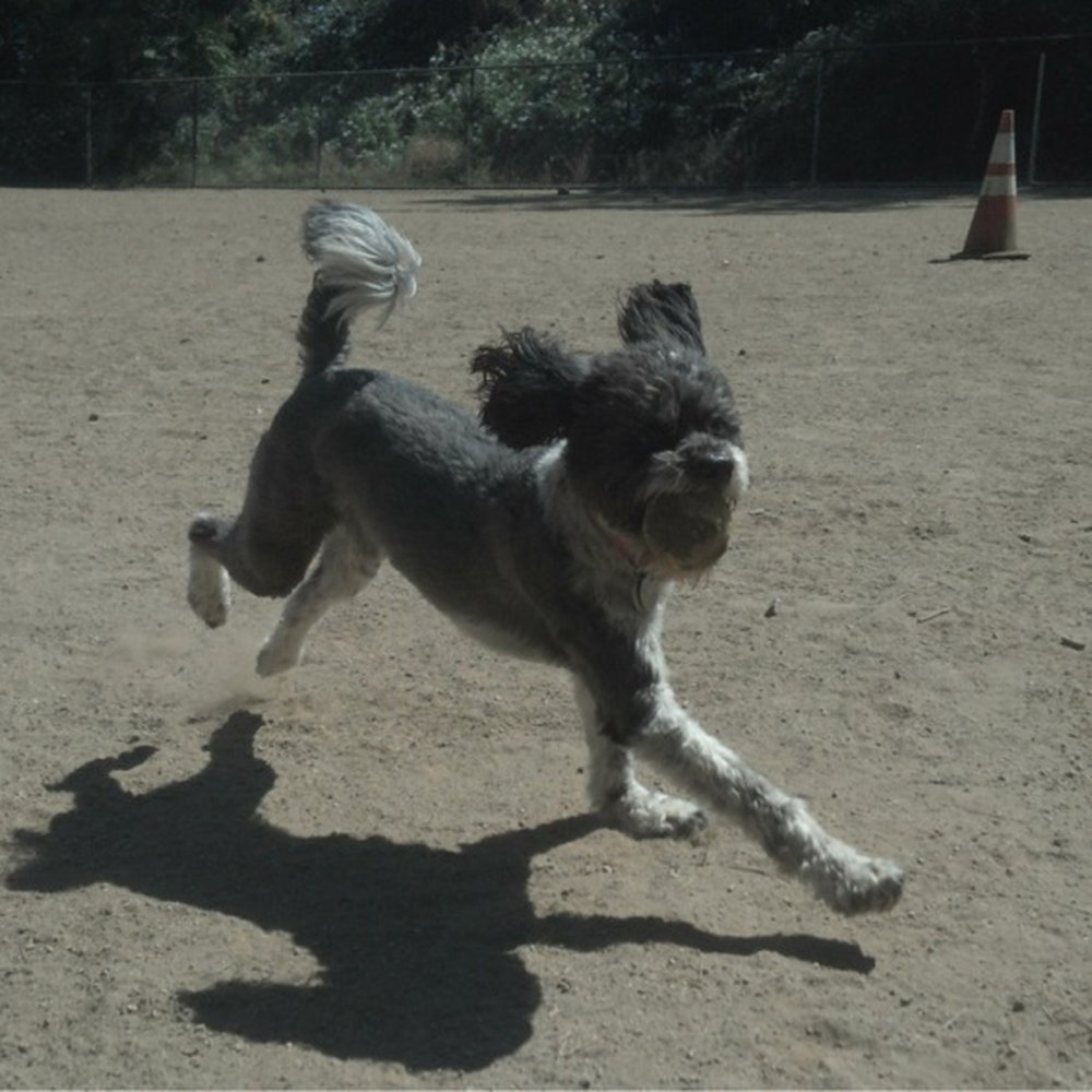 Adventure Dog LA - Mish with Will at the park! - Dog Walkers Near Me - Pasadena, California