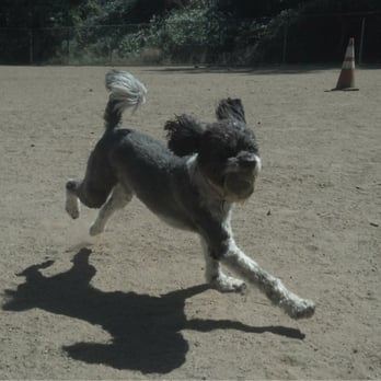 Adventure Dog LA - Mish with Will at the park! - Dog Walkers Near Me - Pasadena, California